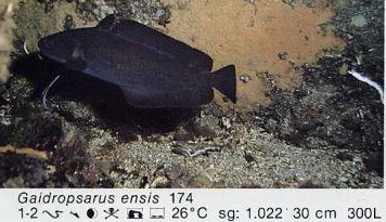 Gaidropsarus ensis